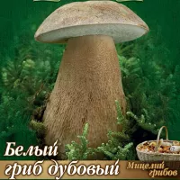 Купить мицелий Грибов Белых Дубовых