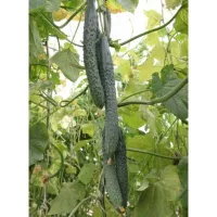 Купить семена Огурец Изумрудный поток