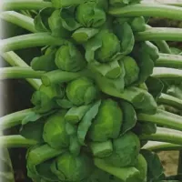 Купить семена Капуста Геркулес 1342 брюссельская