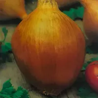 Купить семена Лук репчатый Эксибишен