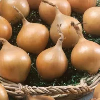 Купить семена Лук шалот Княжич