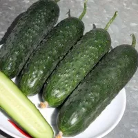 Купить семена Огурец Мадрилене F1