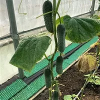 Купить семена Огурец Мадрилене F1