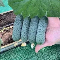 Купить семена Огурец Мадрилене F1