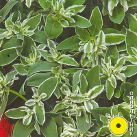 Купить семена Молочай Горный снег окаймленный