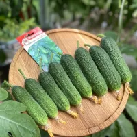 Купить семена огурцы Сибирская гирлянда