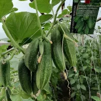 Купить семена огурцы Сибирская гирлянда