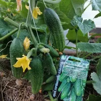 Купить семена огурцы Сибирская гирлянда