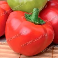 Купить семена Перец Колобок