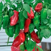 Купить семена Перец комнатный сладкий Кузя F1