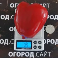 Купить семена Перец Любова Ладонь