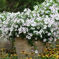 Купить семена Петунию Тайдал Вейв Сильвер