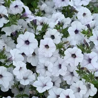 Купить семена Петунию Тайдал Вейв Сильвер