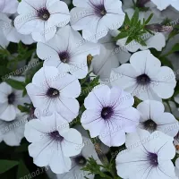 Купить семена Петунию Тайдал Вейв Сильвер