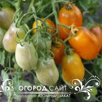 Купить семена Томат Атомный закат