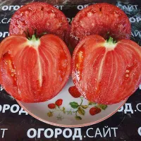 Купить семена Томат Бычье сердце Выставочное Минусинское