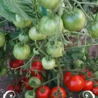 Купить семена Томат Уличная Девкам (Outdoor Girl)