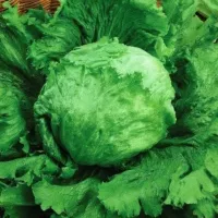 Купить семена Салат Цезарь (для салата Цезарь)