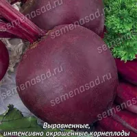 Купить семена Свекла Мулатка