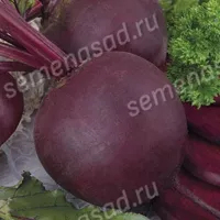 Купить семена Свекла Мулатка