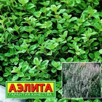 Купить семена Тимьян овощной  Ароматная грядка