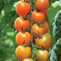 Купить семена Томат Абрикотин черри Вкуснотека Купить семена Томат Абрикотин черри Вкуснотека