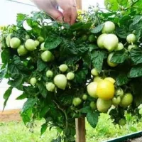 Купить семена Томат Ацтек