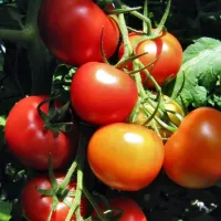 Купить семена Томат Адонис