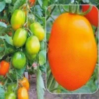 Купить семена Томат Афина F1