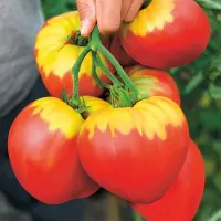 Купить семена Томат Алая заря