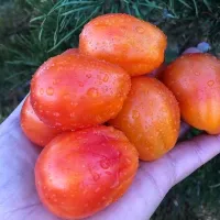 Купить Томат Алматинский тюльпан желтый