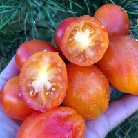 Купить Томат Алматинский тюльпан желтый