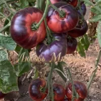 Купить семена Томат Аметистовая драгоценность