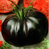 Купить семена томата Аметистовая ягода