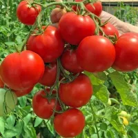 Томат Анюта F1 Томат Анюта F1