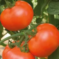 Купить семена Томат Астраханский