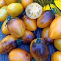 Купить семена Томат Атомный закат