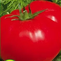 Купить семена Томат Багира F1