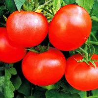 Купить семена Томат Бальзам F1 Купить семена Томат Бальзам F1