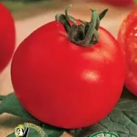 Купить семена Томат Белоснежка