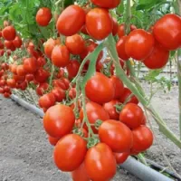 Купить семена Томат Бенито Купить семена Томат Бенито