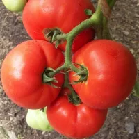 Купить семена Томат Биг биф Купить семена Томат Биг биф