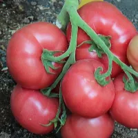 Купить семена Томат Бокеле F1 Купить семена Томат Бокеле F1