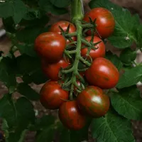 Купить семена Томат Братик-полосатик