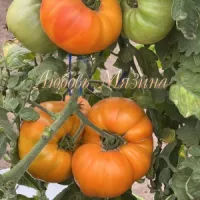 Купить семена Томат Бурракерские Любимцы (Burracker's Favorite)