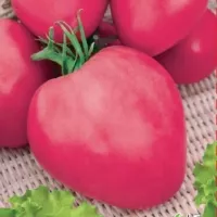 Купить семена Томат Бычье сердце малиновое