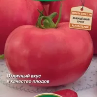 Купить семена Томат Цетус F1 Купить семена Томат Цетус F1