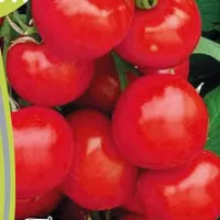 Купить семена Томат Челябинский метеорит Купить семена Томат Челябинский метеорит