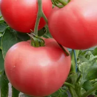 Купить семена Томат Чепецкий F1