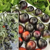 Купить семена Томат Черная гроздь